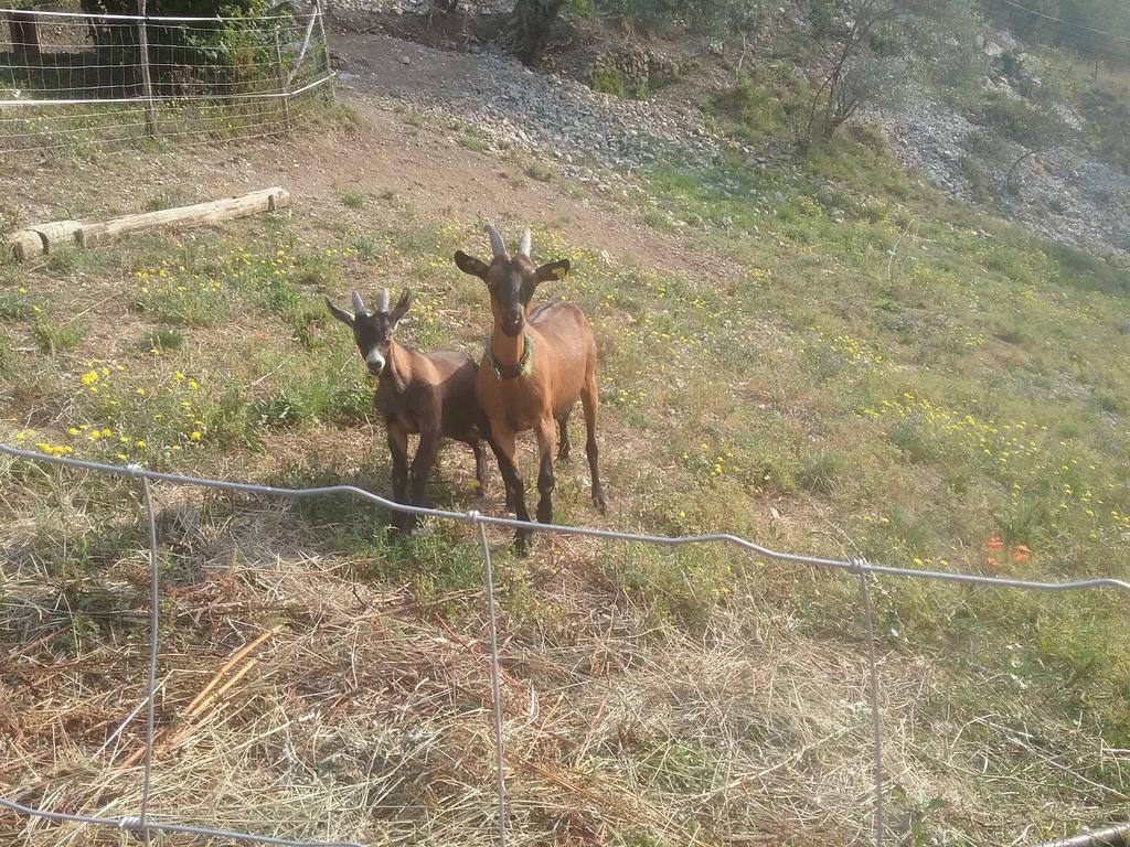 Gallinette Daire Rigaud Dış mekan fotoğraf